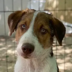 Horus, geb. ca. 01 2025, lebt in GRIECHENLAND, auf einer privaten Pflegestelle 