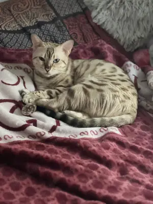 Wir suchen ein neues liebevolles zu Hause.