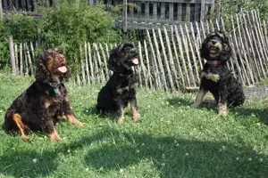 Cockapoos  Abgabebereit