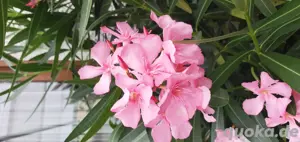 Oleander rosa blühend Bild 2