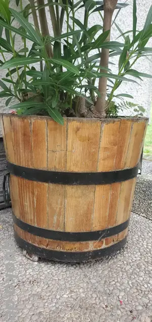 Oleander rosa blühend Bild 3