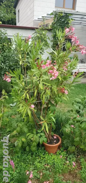 Oleander mit rosa Blüten