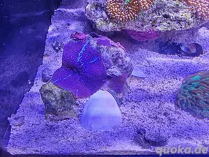 Discosoma Scheibenanemonen Blau korallen Meerwasser 