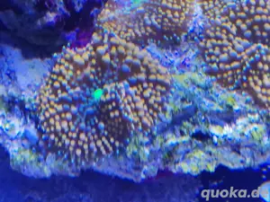 Ricordea Florida Orange Scheibenanemonen Blau korallen Meerwasser 