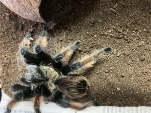 Brachypelma emilia (Orangebein-Vogelspinne bzw. Rotbein-Vogelspinne) - 0.1