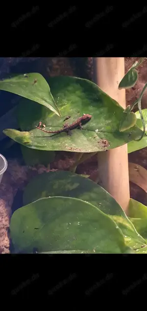 Jungferngecko (Lepidodactylus lugubris) Bild 2