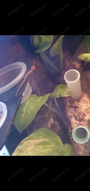 Jungferngecko (Lepidodactylus lugubris)