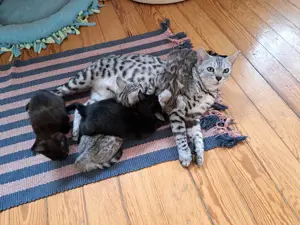 Noch 1 seltenes Bengal Mädchen in melanistic Abgabebereit! Bild 3