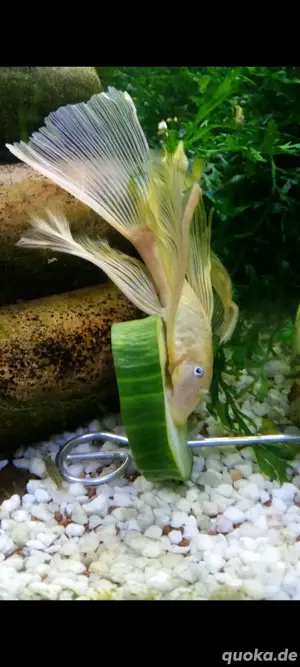 Wels L144 long fin gelb greme. 