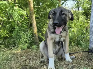 Maggie sucht ländliches Zuhause Bild 8