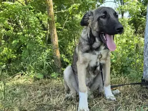 Maggie sucht ländliches Zuhause Bild 7