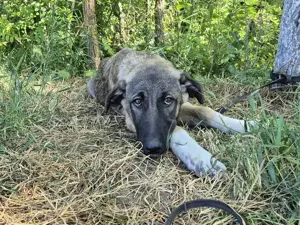 Maggie sucht ländliches Zuhause Bild 6