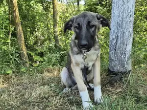 Maggie sucht ländliches Zuhause Bild 9