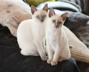 Thai   Siam Traditionell Kätzchen   Kitten