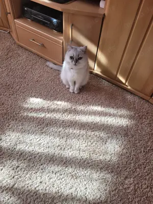 Britisch Kurzhaar Silver Chinchilla Kater  Bild 3