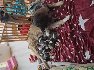 Kaukasischer owtscharka Schäferhund  Bild 3