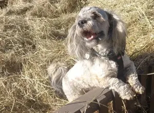 Shih Tzu Mix (Shorkie x Havaneser)