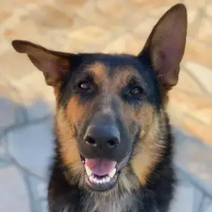 Malta, geb. ca. 07 2024, lebt in GRIECHENLAND, auf einer privaten Pflegestelle 