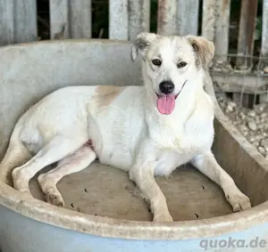 Lumi eine ganz liebe und samfte Hündin