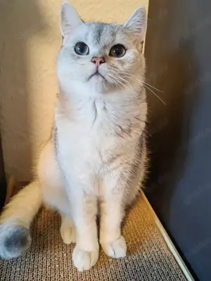 Erfahrener Britisch kurzhaar BKH Deckkater mit Stammbaum und blauen Augen Bild 2