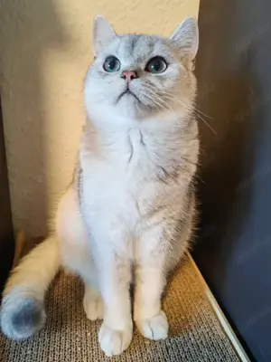 Erfahrener Britisch kurzhaar BKH Deckkater mit Stammbaum und blauen Augen Bild 3