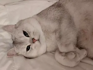Erfahrener Britisch kurzhaar BKH Deckkater mit Stammbaum und blauen Augen Bild 4