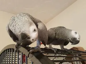 Wunderschönes Graupapageien-Paar   Liebevolles Zuhause gesucht