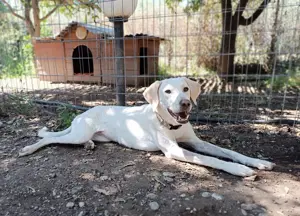 Elaia 1Jährige Pointer Mix Hündin Bild 3