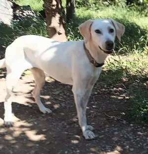 Elaia 1Jährige Pointer Mix Hündin Bild 2