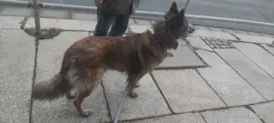 mixrüde sucht neues Zuhause