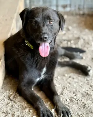 Der freundliche Suerte sucht eine aktive Familie 