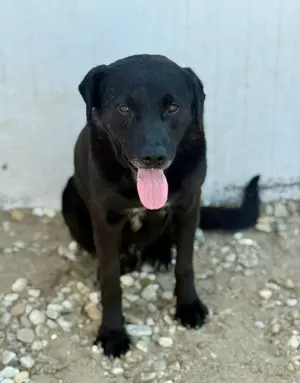 Suerte wurde gerettet und hofft nun auf ein Zuhause 