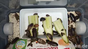 Argentinische Schaben !!! nur Abholung !!!