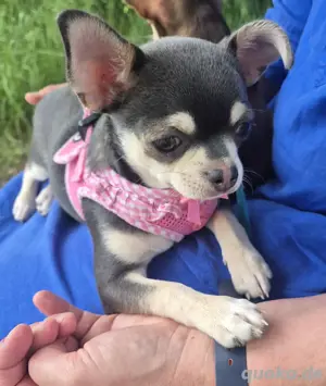 Chihuahua, Hündin,  9 Monate,  Ahnentafel,  vollständig geimpft,  EU Ausweis usw...