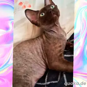 reinrassige Devon Rex Katerchen 