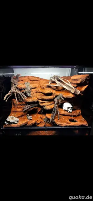 Voll eingerichtetes WüstenBiotop Terrarium abzugeben