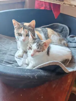 liebevolle Katze Ava liebt Menschen, Katzen und Hunde und ist einfach ein besonderes Kätzchen Bild 3