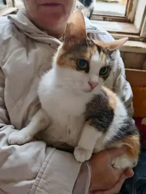 liebevolle Katze Ava liebt Menschen, Katzen und Hunde und ist einfach ein besonderes Kätzchen Bild 2