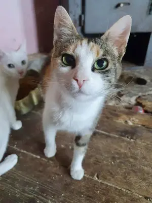 liebevolle Katze Ava liebt Menschen, Katzen und Hunde und ist einfach ein besonderes Kätzchen