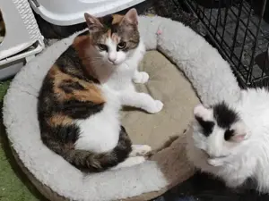 liebevolle Katze Ava liebt Menschen, Katzen und Hunde und ist einfach ein besonderes Kätzchen Bild 7