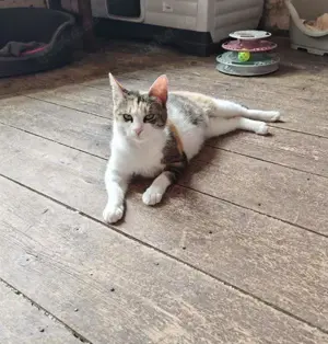 liebevolle Katze Ava liebt Menschen, Katzen und Hunde und ist einfach ein besonderes Kätzchen Bild 5