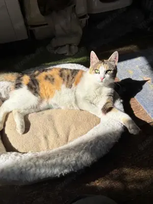 liebevolle Katze Ava liebt Menschen, Katzen und Hunde und ist einfach ein besonderes Kätzchen Bild 4