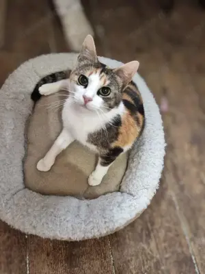 liebevolle Katze Ava liebt Menschen, Katzen und Hunde und ist einfach ein besonderes Kätzchen Bild 6