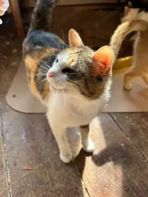 liebevolle Katze Ava liebt Menschen, Katzen und Hunde und ist einfach ein besonderes Kätzchen Bild 8