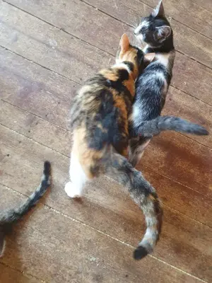 liebevolle Katze Ava liebt Menschen, Katzen und Hunde und ist einfach ein besonderes Kätzchen Bild 10