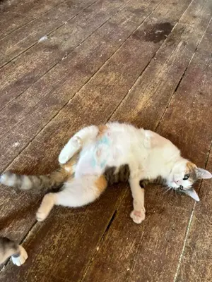 liebevolle Katze Ava liebt Menschen, Katzen und Hunde und ist einfach ein besonderes Kätzchen Bild 9