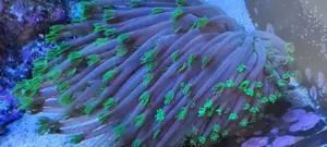 Alveopora grün Koralle Ableger  Bild 2