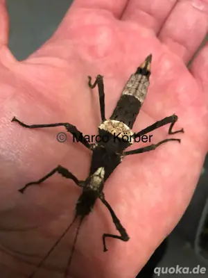 philippinischen Gespenstschrecken der Art banded (sungaya inexpectata)