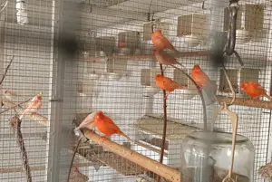 Sehr Farblich Intensive Kanarienvögel Hähne  Bild 2