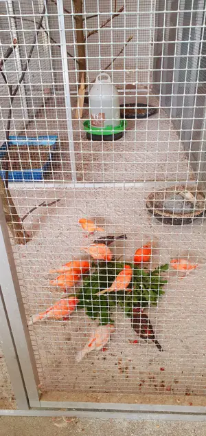 Sehr Farblich Intensive Kanarienvögel Hähne  Bild 4